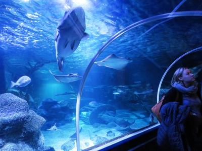 Berlin, 24 March 2018Visitors at the Aquadom aquarium.L?togat?k az Aqua Dom akv?riumban.-stock-foto