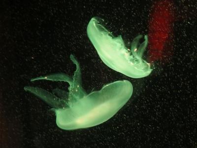 Berlin, 24 March 2018Jellyfish in Aqua Dom aquarium.Meduz?k az Aqua Dom akv?riumban.-stock-foto