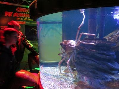 Berlin, 24 March 2018Giant sea spider in Aquadom aquarium.?ri?s tengeri p?k az Aqua Dom akv?riumban.-stock-foto