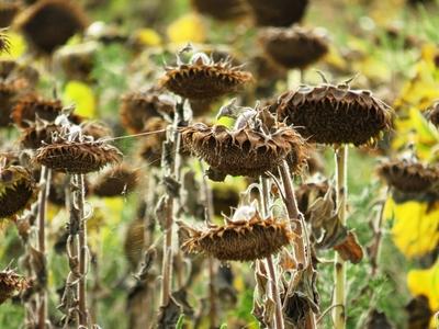 Drought - Sunflower burned out - Agriculture - Nature-stock-foto