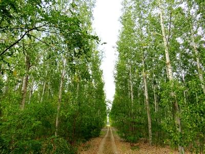 Birch grove - Tápiószele - Hungary - Nature-stock-foto