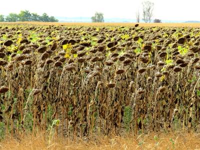 Drought - Sunflowers - Agriculture . Burned out - Nature-stock-foto