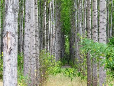 Birch grove - Nature - Hungary-stock-foto
