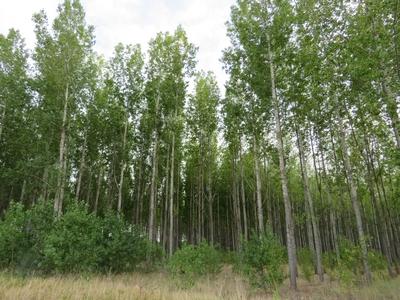 Birch grove - Tápiószele - Hungary - Nature-stock-foto