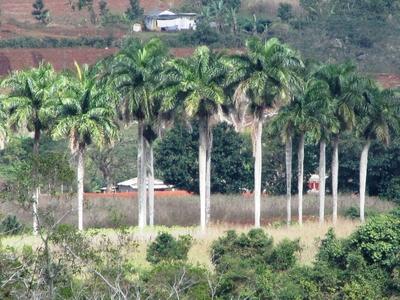 Vinales (Cuba), 27 January 2015Cuban farms in tropical environment in the Vinales Valley of Mogotes.Vinales-v?lgyi tr?pusi t?j a Mogotes-ek, cukors?vegszer? karsztk?p alak? mag?nyos hegyek t?v?ben, a Havann?t?l 200 kilom?ternyire nyugatra fekv? Pinar del Rio tartom?nyban.-stock-foto