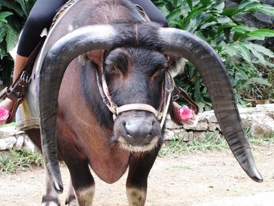 Vinales (Cuba), 27 January 2015Buffalo.Kafferbivaly feje a Vinales-v?lgyi Szent Tam?s csppk?barlangn?l, Havann?t?l 200 kilom?ternyire nyugatra, Pinar del Rio tartom?nyban.-stock-foto