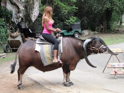 Vinales (Cuba), 27 January 2015Woman riding a Buffalo.Kafferbivaly feje a Vinales-v?lgyi Szent Tam?s csppk?barlangn?l, Havann?t?l 200 kilom?ternyire nyugatra, Pinar del Rio tartom?nyban.-stock-foto