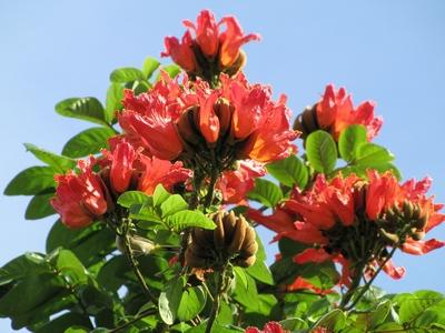 Havana, 26 January 2015Pau Brasil in Hotel Continental Miramar's park.A Pau Brasil fa vir?gja ?s term?se.-stock-foto