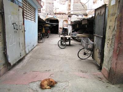 Havana, 25 January 2015Sleeping dog at the entry of a workshop.Alv? kutya egy belv?rosi aut?szerel? m?hely bej?rat?ban.-stock-foto