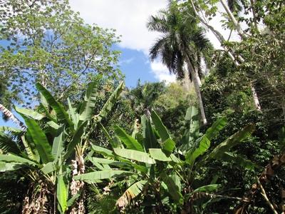 Vinales (Cuba), 27 January 2015Tropical vegetation.Tr?pusi n?v?nyzet a Vinales-v?lgyi Szent Tam?s csppk?barlangn?l, Havann?t?l 200 kilom?ternyire nyugatra, Pinar del Rio tartom?nyban.-stock-foto