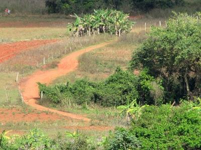 Vinales (Cuba), 27 January 2015Tropical environment of Vinales Valley of Mogotes.Vinales-v?lgyi tr?pusi t?j a Mogotes-ek, cukors?vegszer? karsztk?p alak? mag?nyos hegyek t?v?ben, Havann?t?l 200 kilom?ternyire nyugatra Pinar del Rio tartom?nyban.-stock-foto