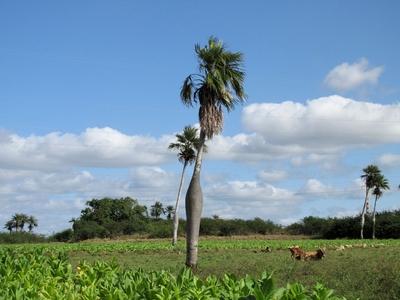 Vinales (Kuba), 2015. janu?r 27.Vinales (Cuba), 27 January 2015Paunchy palm (Barrigona) in the middle of a tobacco plantation. Below grazing livestock.Hasas kir?lyp?lma (Barrigona) egy doh?ny?ltetv?ny mellett a Havann?t?l 200 km-nyire nyugatra fekv? Vinales k?zel?ben. Alatta j?sz?g legel?szik.-stock-foto