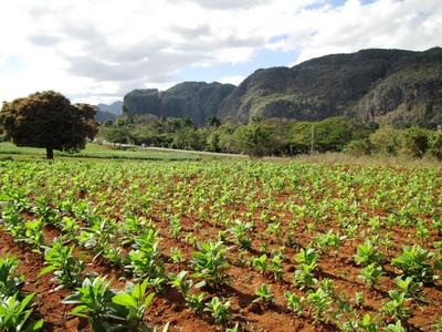 Vinales (Cuba), 27 January 2015Tobacco plantation near Vinales, at 200 km to West from Havana.Doh?ny?ltetv?ny a Havann?t?l 200 km-nyire nyugatra fekv? Vinales k?zel?ben. A doh?nyb?l szivart ?s kis szivart k?sz?tenek.-stock-foto