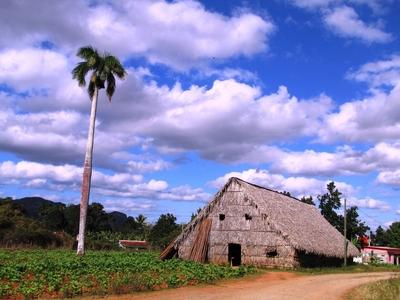 Vinales (Cuba), 27 January 2015Tobacco curing barn in the tobacco plantation of Vinales, at 200 km to West from Havana.Doh?ny?rlel? pajta egy doh?ny?ltetv?ny mellett a Havann?t?l 200 km-nyire nyugatra fekv? Vinales k?zel?ben.-stock-foto