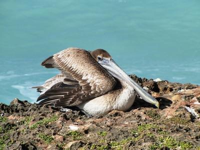 Varadero (Cuba), 29 January 2015Pelican at the tropical beach of Varadero.Pelik?n az Hicacos-f?lsziget (Varadero) partj?n. Az Atlanti-?ce?nba ?kel?d? Hicacos-f?lsziget 18 km hossz?  ?s 0,5-2,5 km sz?les. A k?znyelv csak Varader?nak h?vja, f? telep?l?se, Varadero miatt. Kuba vil?gh?r? ?d?l?hely?nek sz?m?t.-stock-foto