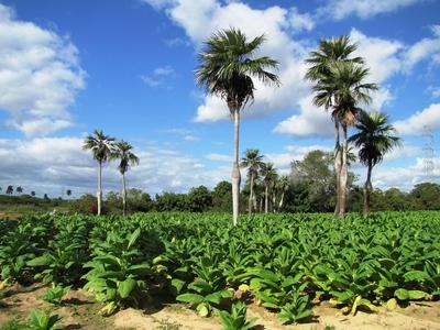 Vinales (Cuba), 27 January 2015Tobacco Plantation with Barrigona paunchy palms in Vinales Valley at 200 km to West from Havana. Doh?ny?ltetv?ny hasas kir?lyp?lm?k (Barrigona) k?z?tt a Havann?t?l 200 km-nyire nyugatra fekv? Vinales k?zel?ben.-stock-foto