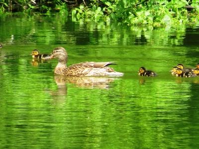 Martonv?s?r, 30 April 2017Willd duck with chicks.Vadkacsa csib?ivel.-stock-foto