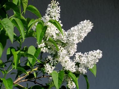 P?kozd, 30 April 2017White lilac.Feh?r orgona.-stock-foto