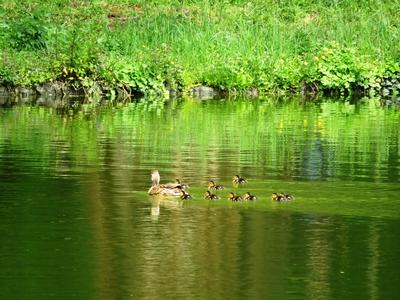 Martonv?s?r, 30 April 2017Willd duck with chicks.Vadkacsa csib?ivel.-stock-foto