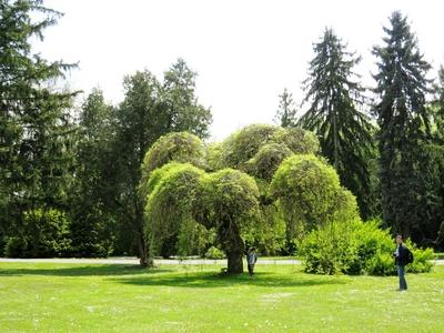 Martonv?s?r, 30 April 2017Part of the park of Brunszvik Castle.A Brunszvik kast?ly parkj?nak r?szlete.-stock-foto