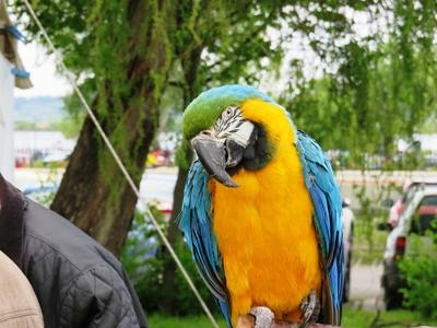 Ag?rd, 30 April 2017Giant parrot Arara.Arara ?ri?spapag?j az ag?rdi maj?lison.-stock-foto