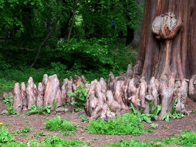 Martonv?s?r, 30 April 2017Swamp cypress with breathing roots in the park of Brunszvik Castle.Mocs?rciprus ?s l?ggy?kerei a Brunszvik kast?ly parkj?ban.-stock-foto