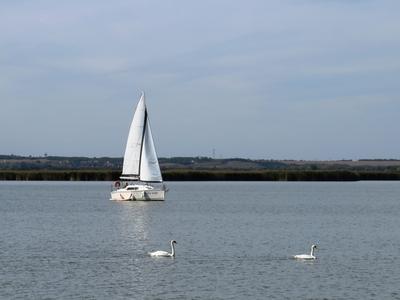 Sailing on the Lake with Swans-stock-foto