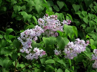 Purple lilac - Nature-stock-foto