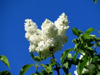 White lilac - Nature-stock-foto