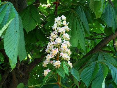 Horse chesnut flower - Nature-stock-foto