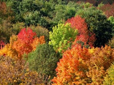 Autumn colors - Nature - Hungary-stock-foto