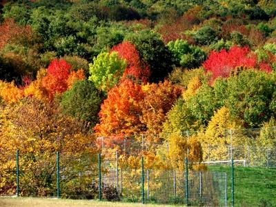 Autumn colors - Neture - Hungary-stock-foto
