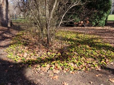 Nature - Flower "winter cemetery"  is blooming on Margaret Island in Budapest-stock-foto