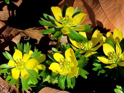 Nature - Flower "winter cemetery" is blooming on Margaret Island in Budapest-stock-foto