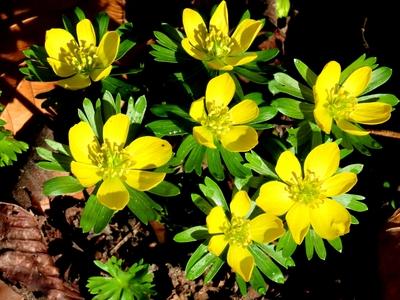Nature - Flower "winter cemetery" is blooming on Margaret Island in Budapest-stock-foto