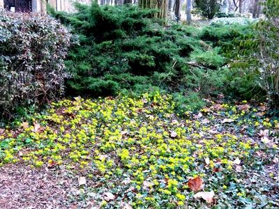 Nature - Flower "winter cemetery" is blooming on Margaret Island in Budapest-stock-foto