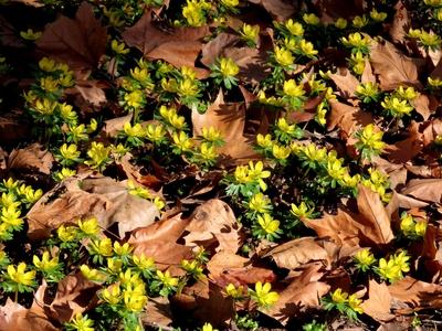 Flower "winter cemetery" is blooming on Margaret Island in Budapest - Nature-stock-foto