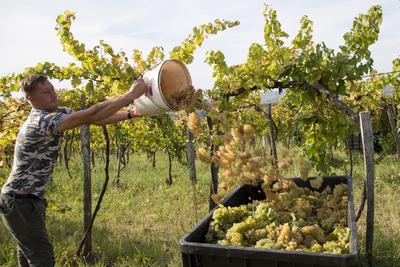 Grape harvest at Hilltop Wine House-stock-photo