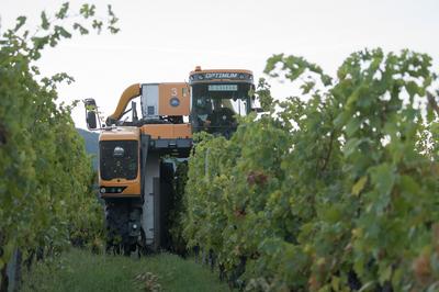 Grape harvest at Hilltop Wine House-stock-foto
