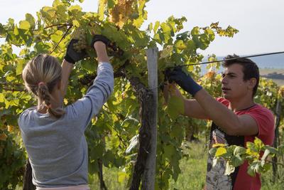 Grape harvest at Hilltop Wine House-stock-foto