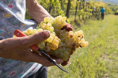 Grape harvest at Hilltop Wine House-stock-photo
