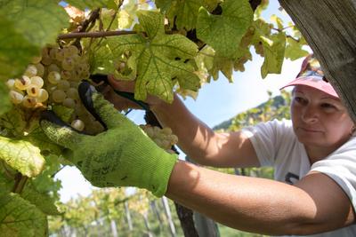 Grape harvest at Hilltop Wine House-stock-foto