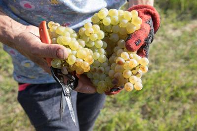 Grape harvest at Hilltop Wine House-stock-foto