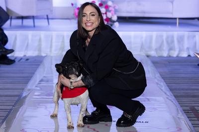 Dogs on the Catwalk in Budapest-stock-photo