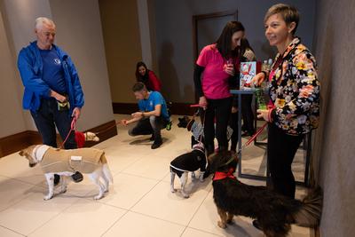 Dogs on the Catwalk in Budapest-stock-photo