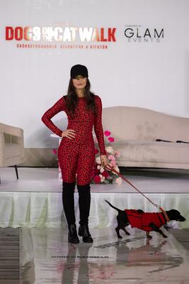 Dogs on the Catwalk in Budapest-stock-photo