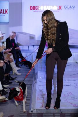 Dogs on the Catwalk in Budapest-stock-photo