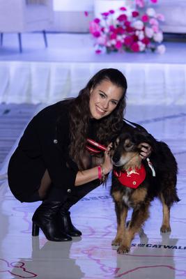 Dogs on the Catwalk in Budapest-stock-photo