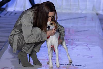 Dogs on the Catwalk in Budapest-stock-photo