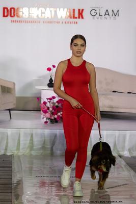 Dogs on the Catwalk in Budapest-stock-photo